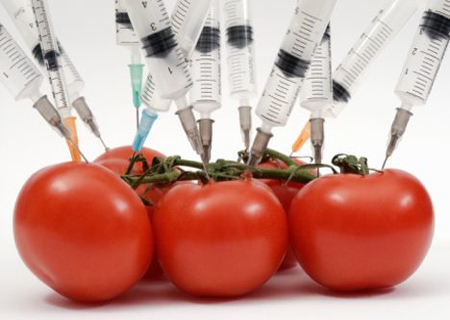 GMO GMO